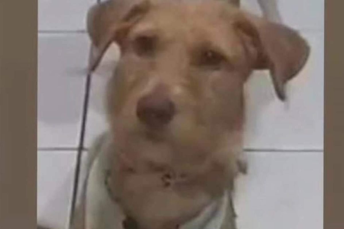 O Liberal
