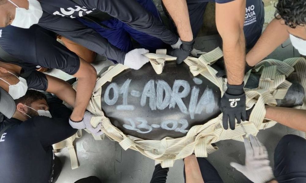 Fernando Assunção (Especial para O Liberal)