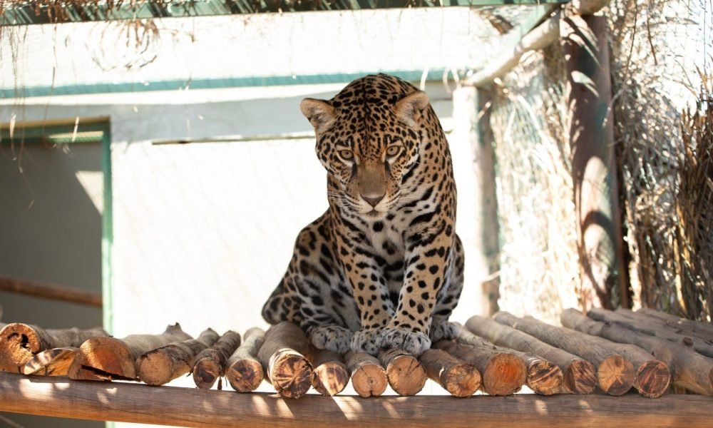 Onça resgatada com coleira em Roraima reaprende a caçar para voltar à natureza em Goiás