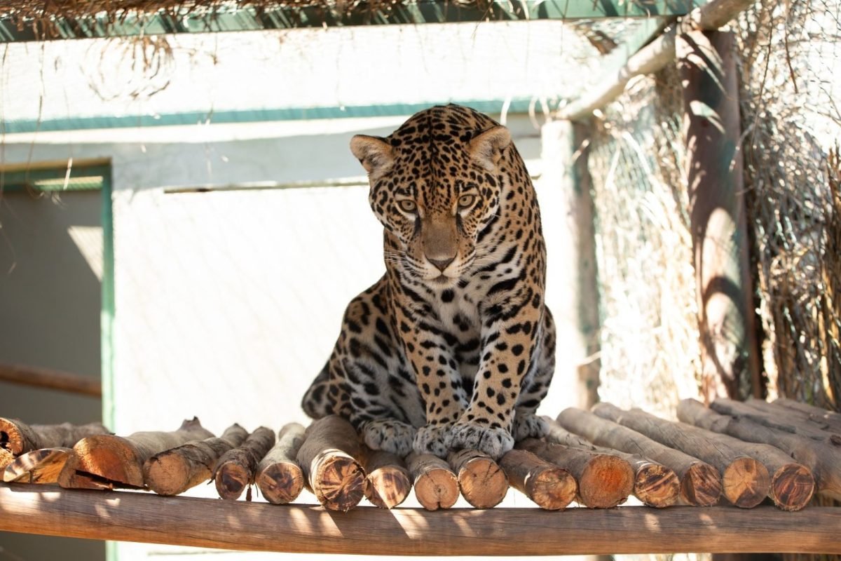 Onça resgatada com coleira em Roraima reaprende a caçar para voltar à natureza em Goiás