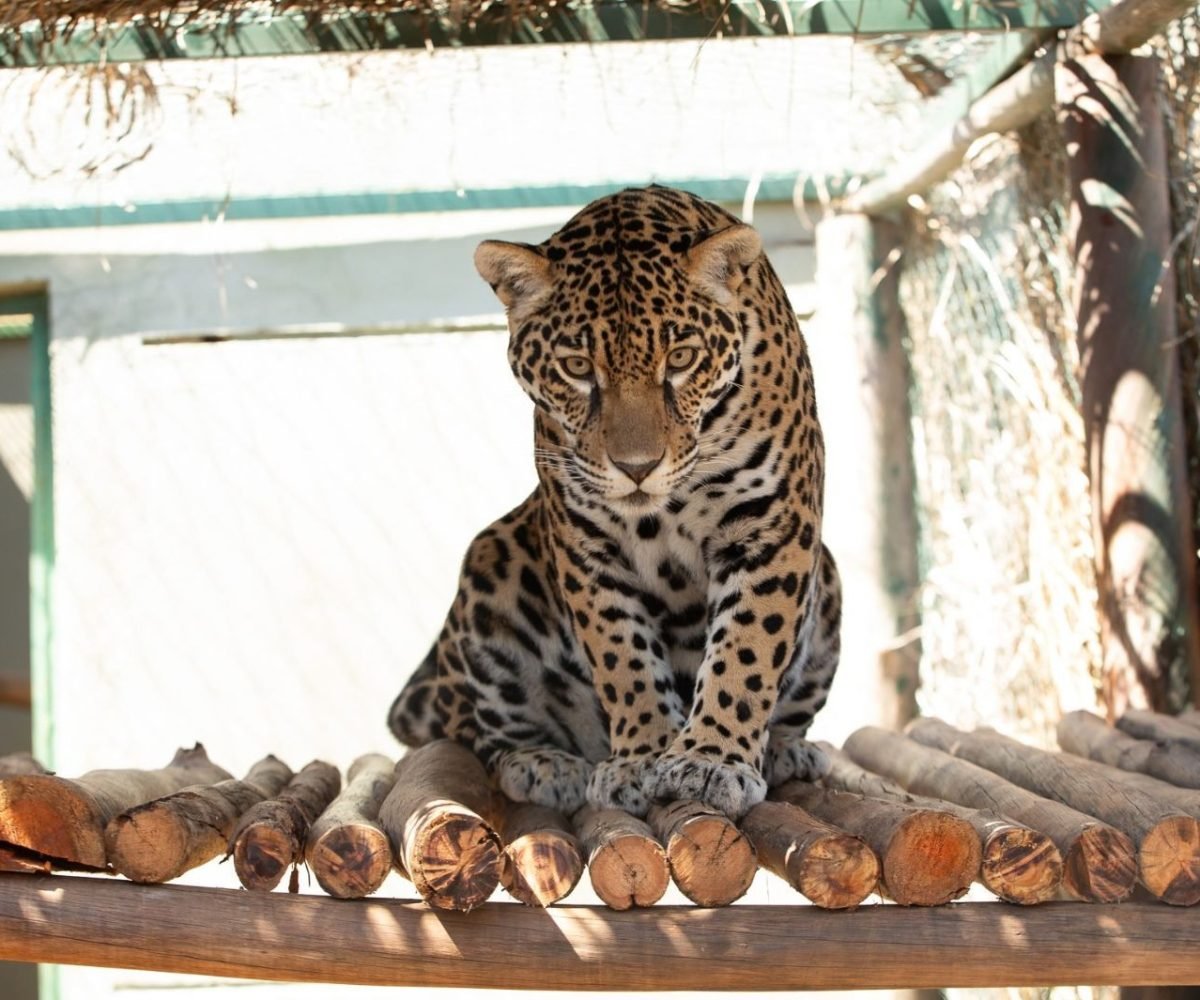 Onça resgatada com coleira em Roraima reaprende a caçar para voltar à natureza em Goiás