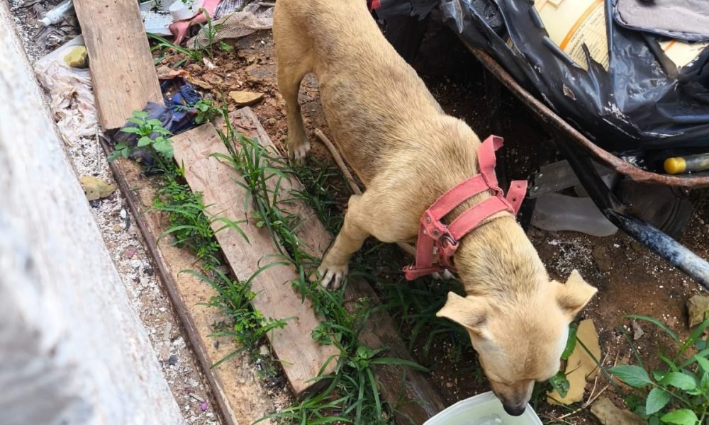 Crueldade contra cães e gatos dispara 61,9% em Pernambuco, aponta SDS