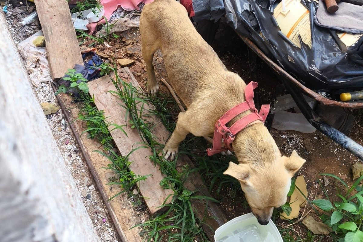 Crueldade contra cães e gatos dispara 61,9% em Pernambuco, aponta SDS