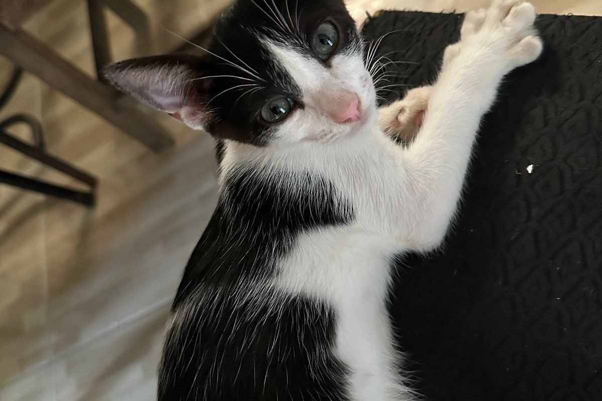 tagem também apresenta as histórias de Zeca, um gatinho Frajola diagnosticado co