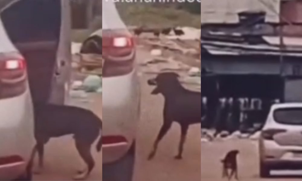 uma pessoa que passava pelo local e registrou as cenas em vídeo, que mostram qua