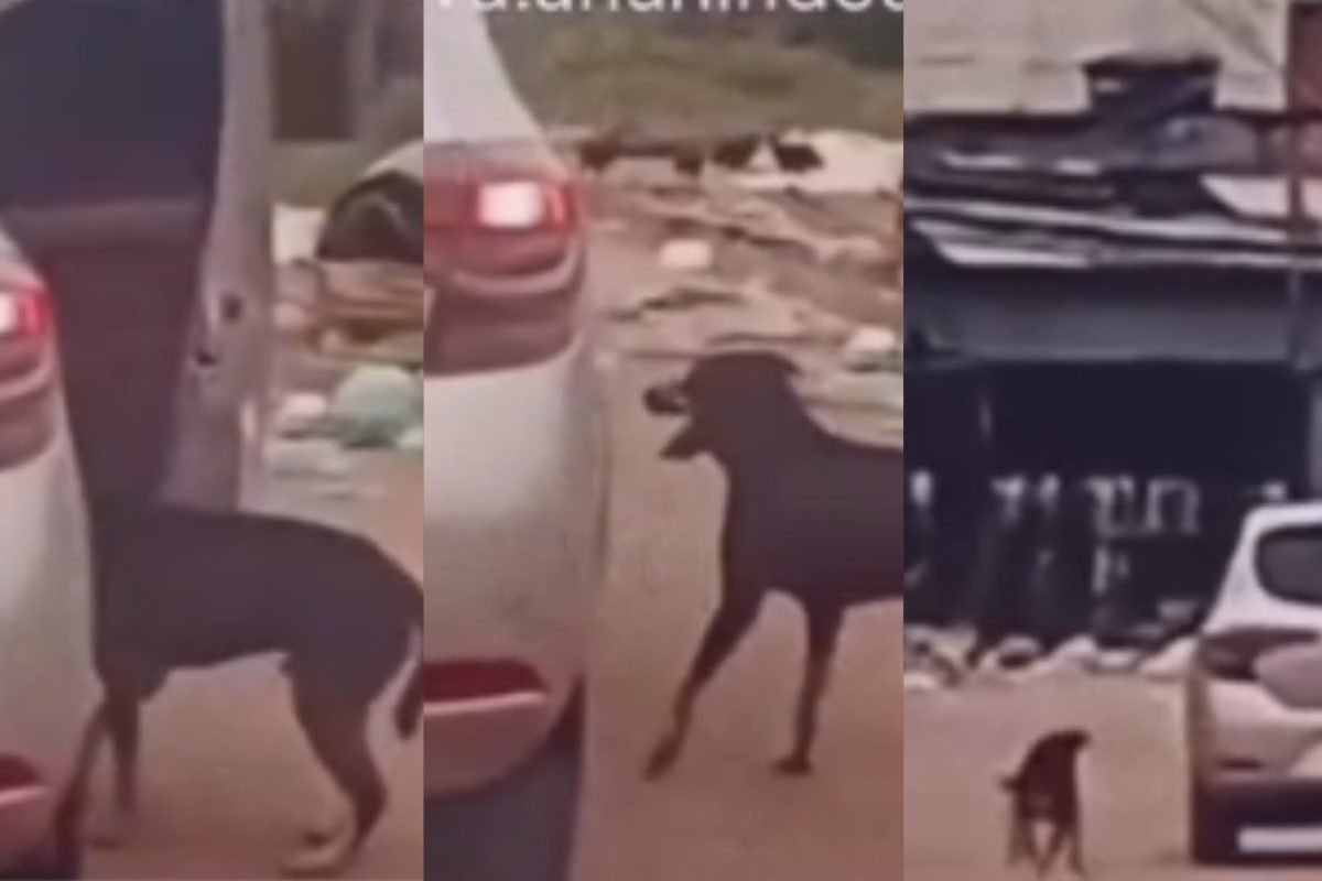 uma pessoa que passava pelo local e registrou as cenas em vídeo, que mostram qua