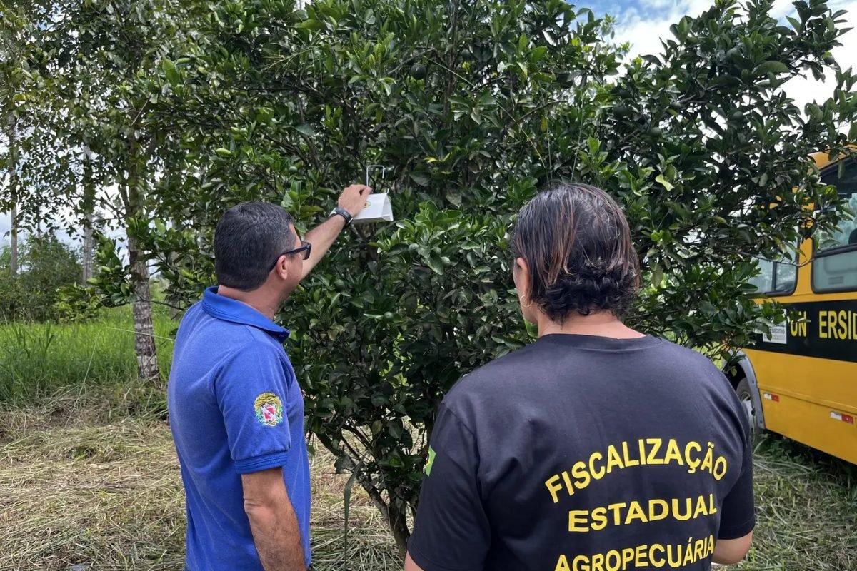 carambola Agência Pará/Divulgação