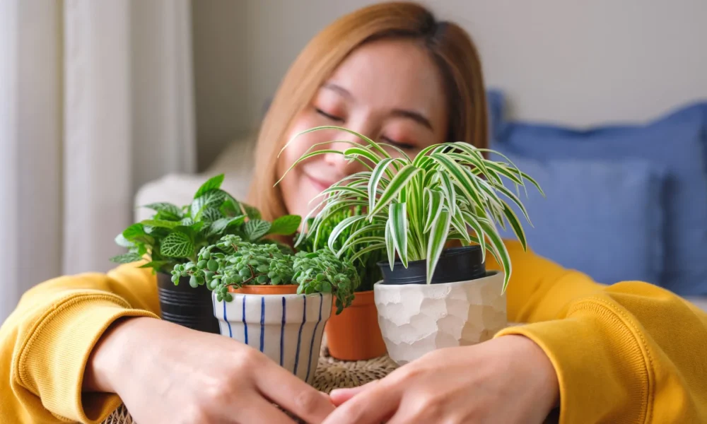 Harmonia e muita sorte! A planta que cada signo deve ter em casa