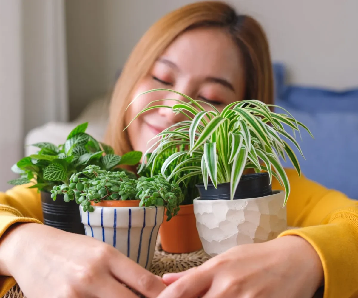 Harmonia e muita sorte! A planta que cada signo deve ter em casa
