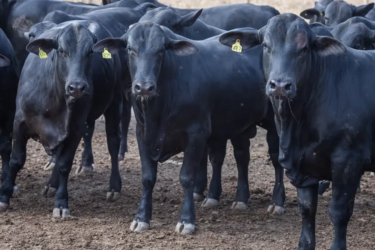 tará via Turquia para contornar Estreito de Ormuz. Exportação de barbatana do tu