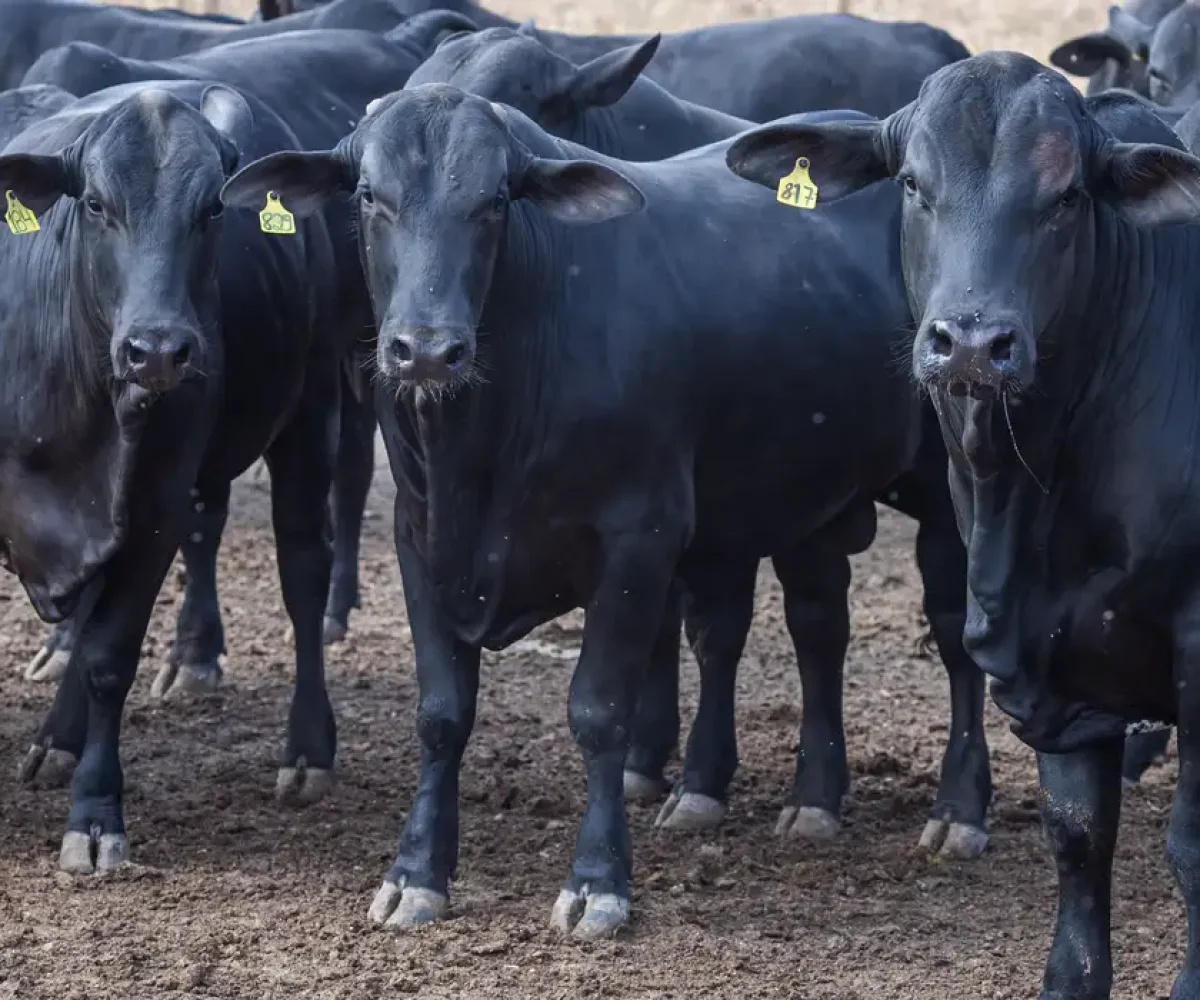 tará via Turquia para contornar Estreito de Ormuz. Exportação de barbatana do tu