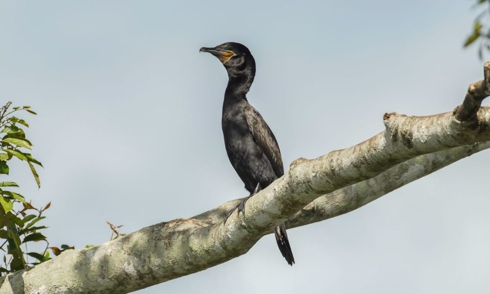 tantes para 89 espécies de aves migratórias das Américas foi lançada, nesta quin