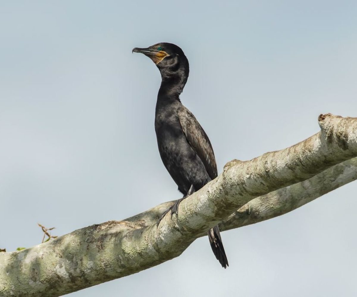 tantes para 89 espécies de aves migratórias das Américas foi lançada, nesta quin