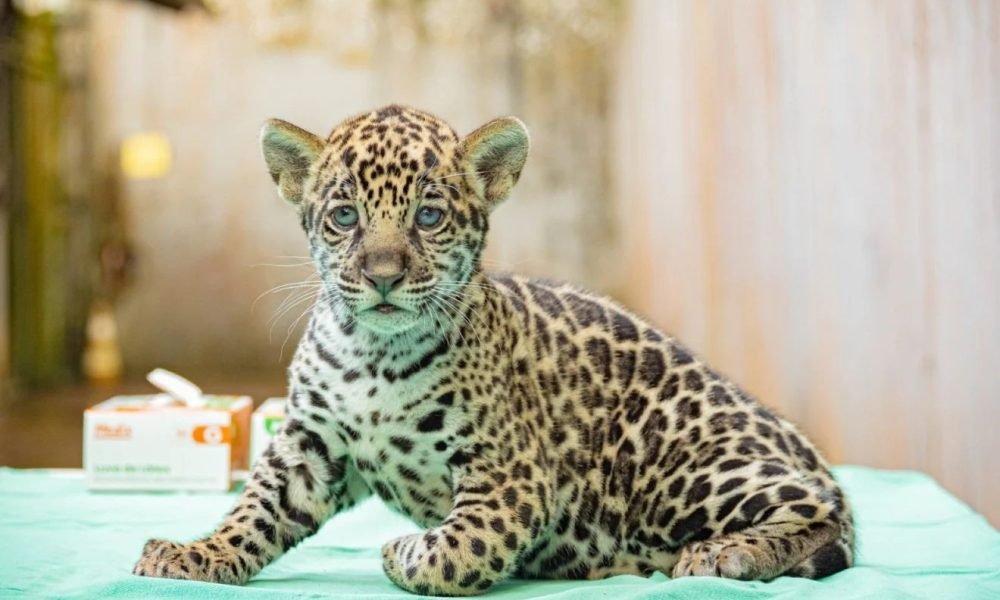 tantes rios da Amazônia. O nome Xingu foi o mais votado, com mais de 56% dos vot