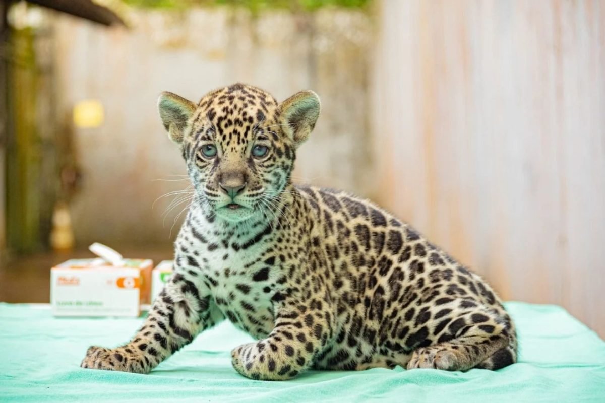 tantes rios da Amazônia. O nome Xingu foi o mais votado, com mais de 56% dos vot