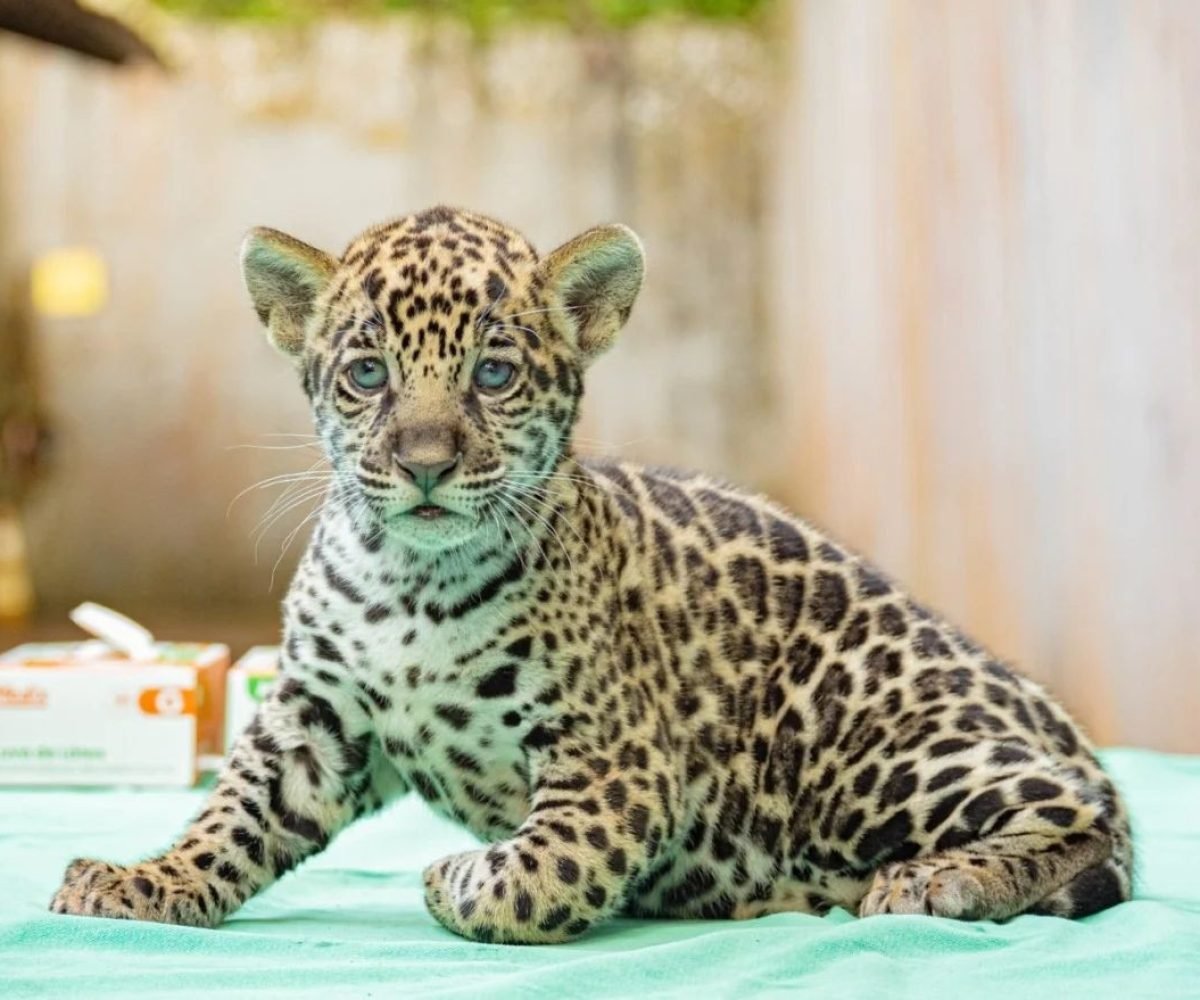 tantes rios da Amazônia. O nome Xingu foi o mais votado, com mais de 56% dos vot