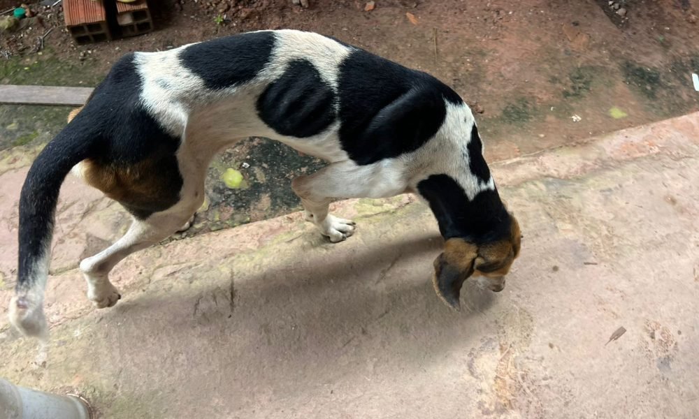 maus-tratos em Quatro Bocas, no Pará TV Liberal Uma mulher foi presa em flagrant