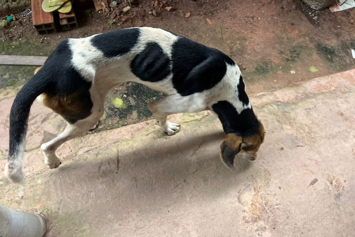 maus-tratos em Quatro Bocas, no Pará TV Liberal Uma mulher foi presa em flagrant