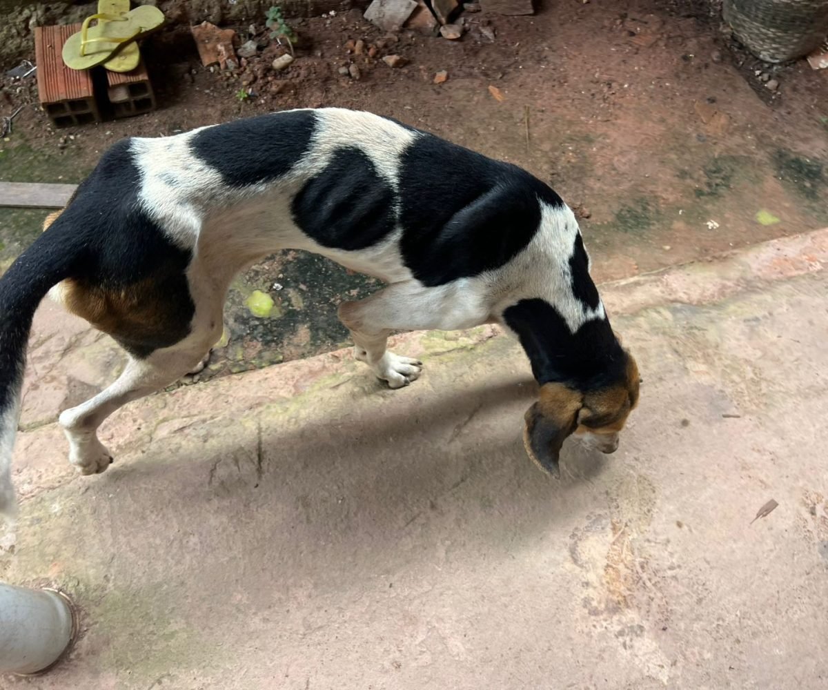maus-tratos em Quatro Bocas, no Pará TV Liberal Uma mulher foi presa em flagrant