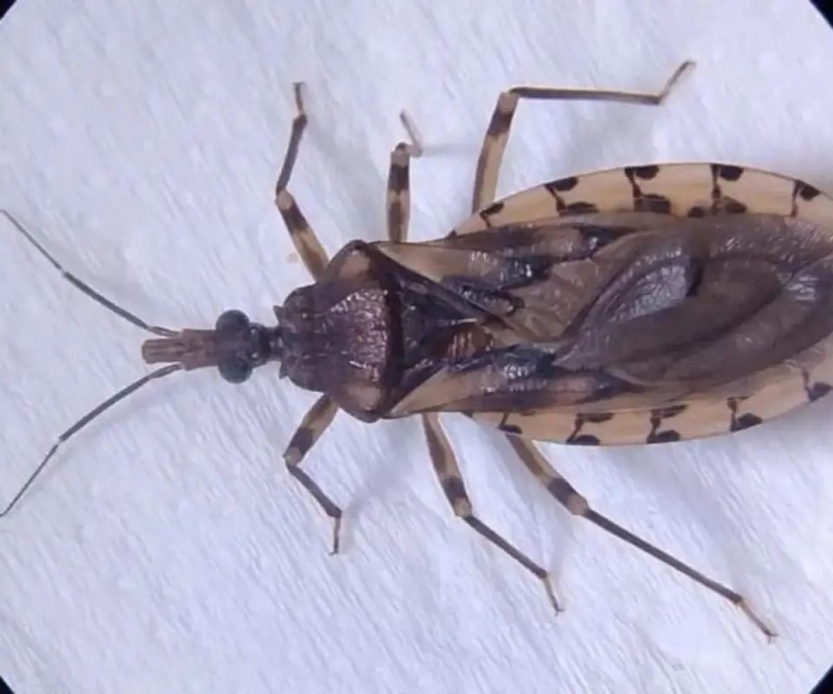 Foto: Reprodução/SES