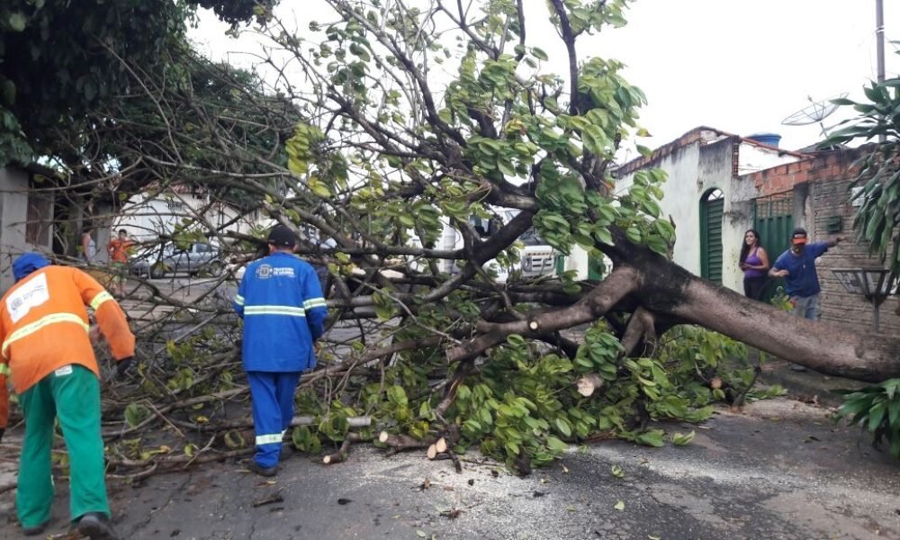 Comurg recolhe árvores e galhos caídos após temporais