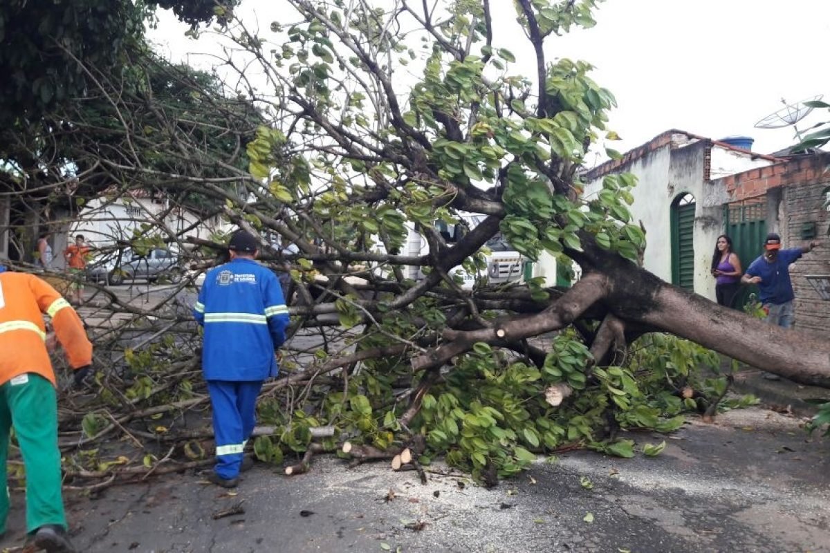 Comurg recolhe árvores e galhos caídos após temporais