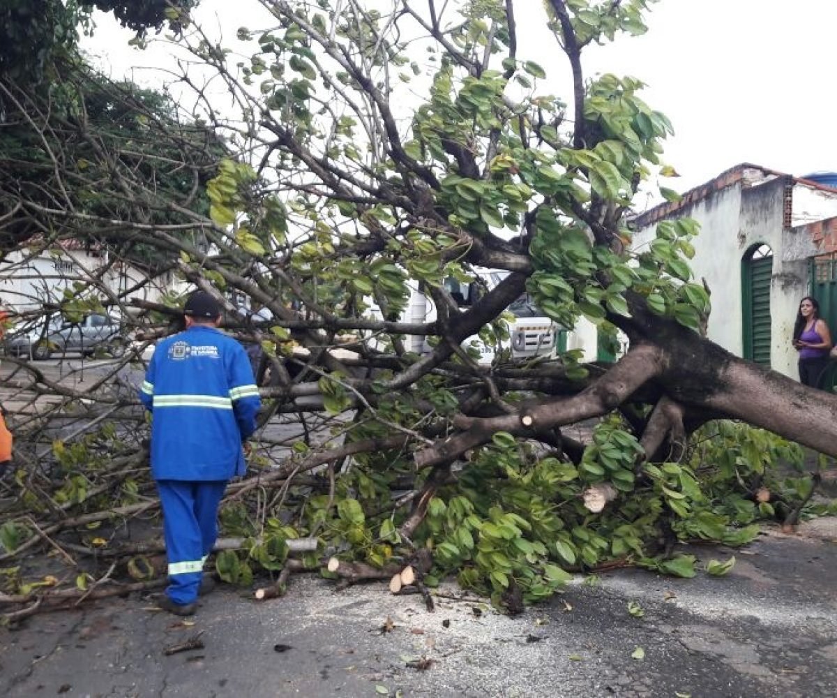 Comurg recolhe árvores e galhos caídos após temporais