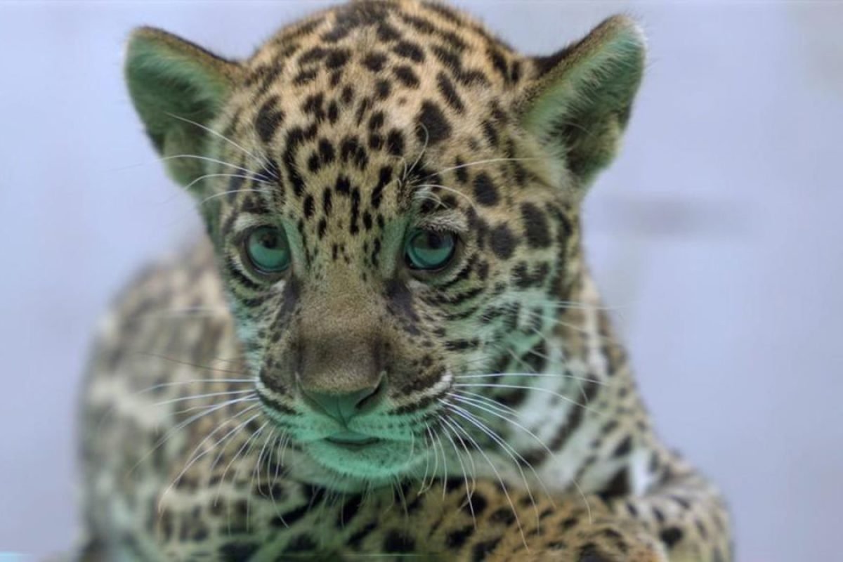 Bioparque Vale Amazônia/Divulgação" title="Bioparque Vale Amazônia/Divulgação">