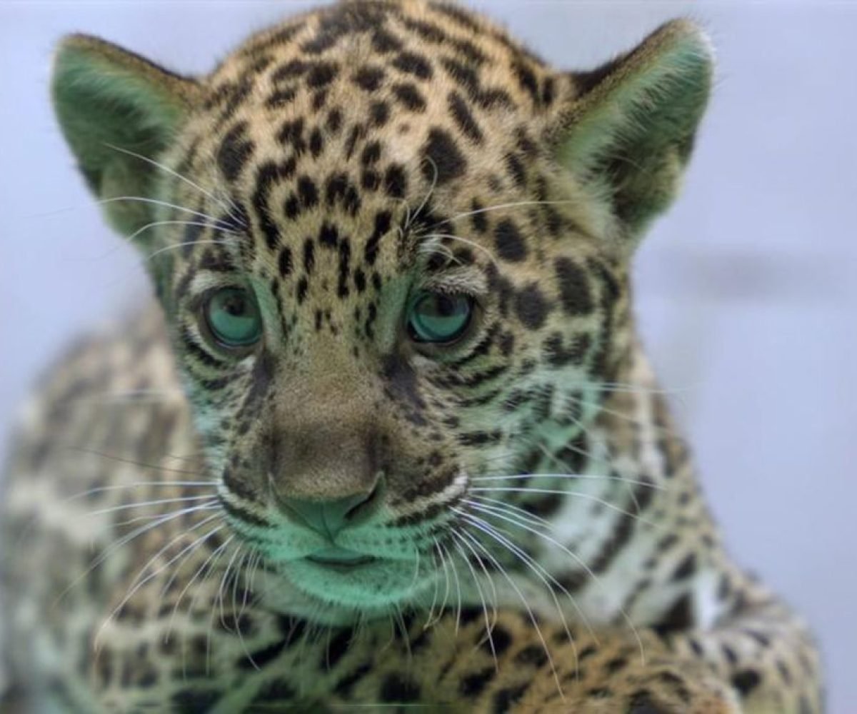 Bioparque Vale Amazônia/Divulgação" title="Bioparque Vale Amazônia/Divulgação">