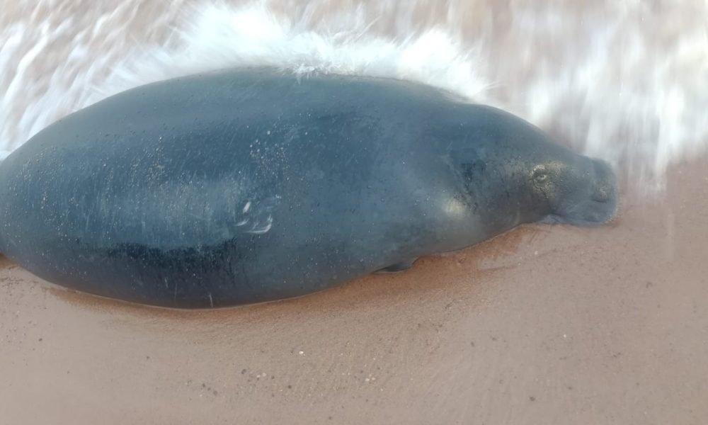 Foto: Divulgação/Corpo de Bombeiros