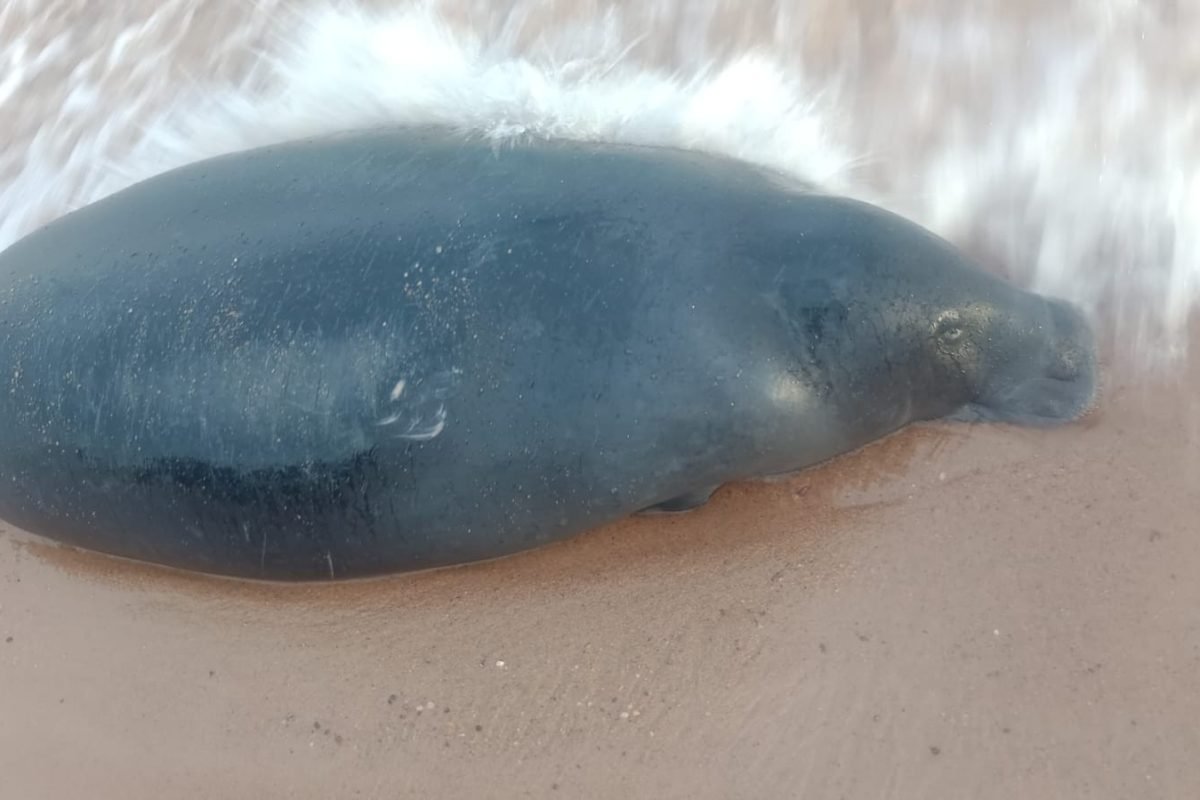 Foto: Divulgação/Corpo de Bombeiros