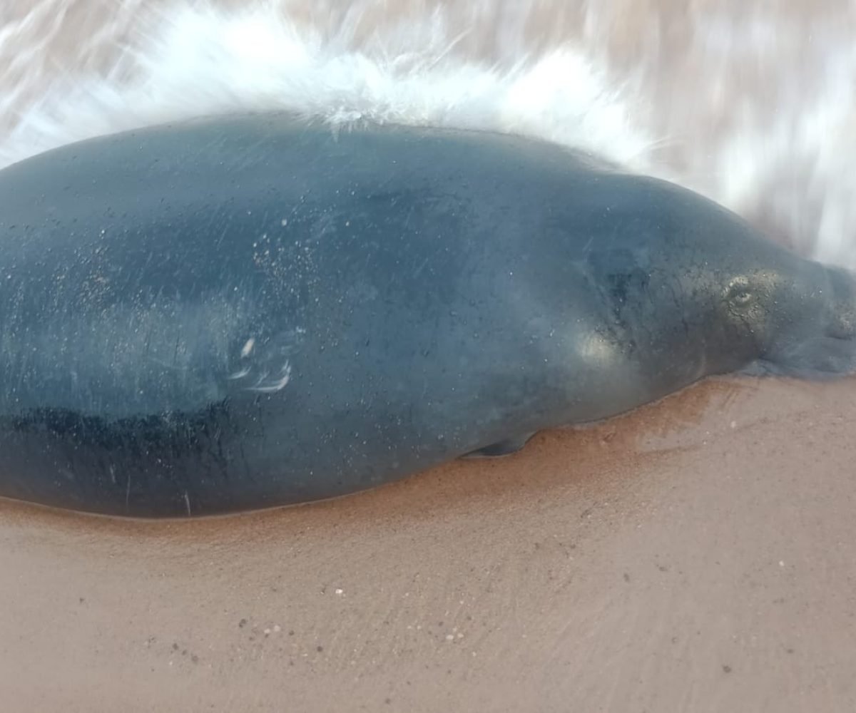 Foto: Divulgação/Corpo de Bombeiros