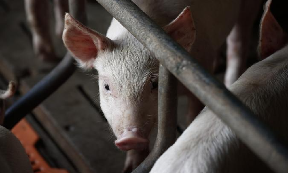 co na área rural, onde residia. O caso ocorreu na região do PA Cinturão Verde I