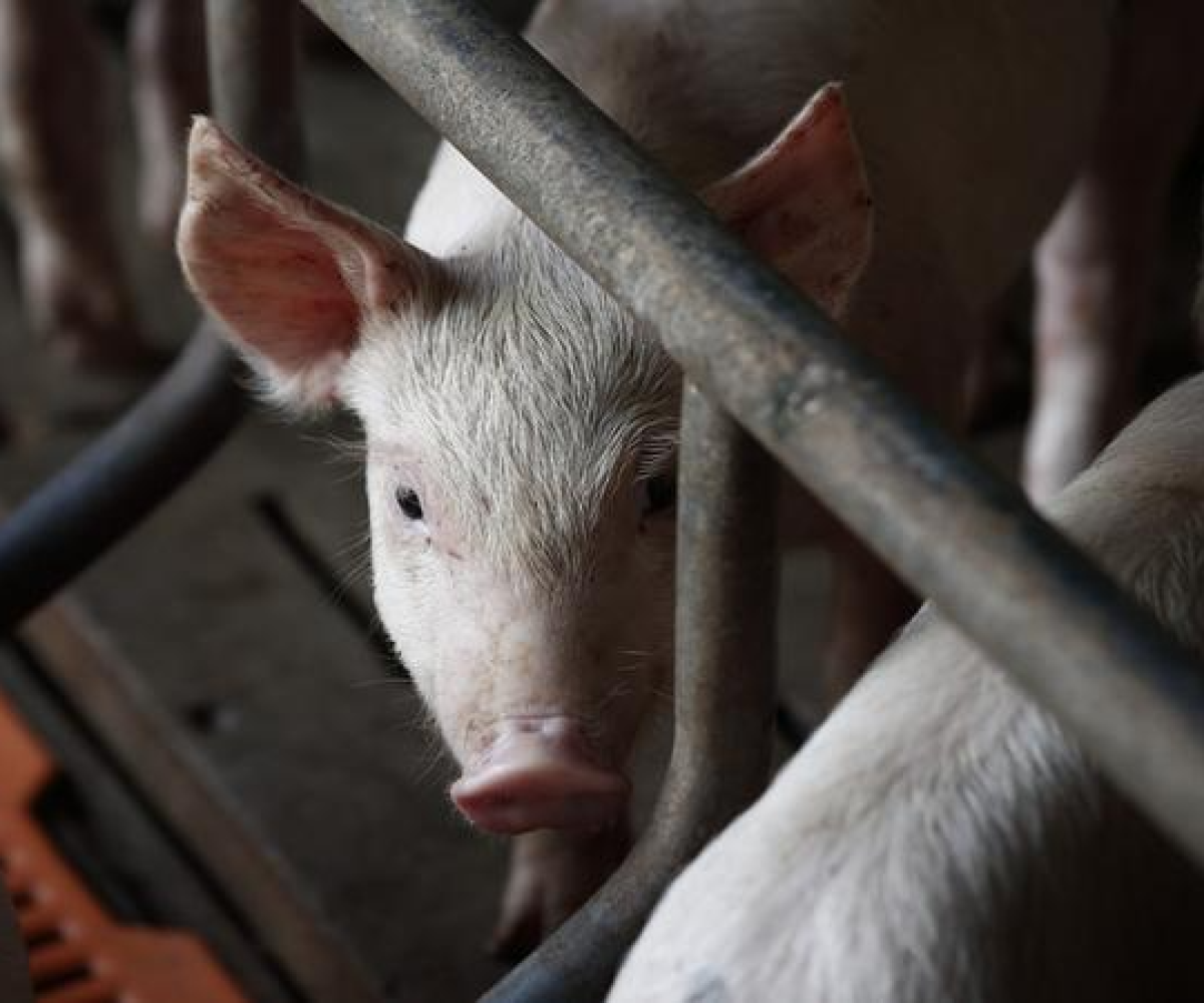 co na área rural, onde residia. O caso ocorreu na região do PA Cinturão Verde I