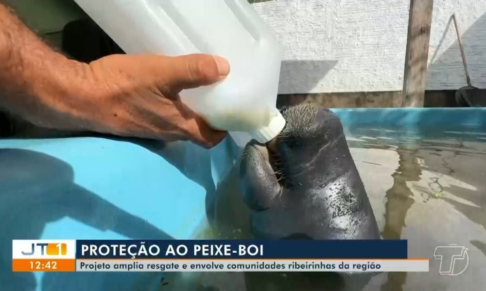 O projeto está ampliando as ações de resgate envolvendo diretamente as comunidades ribeirinhas no processo de preservação Reprodução/TV Tapaj