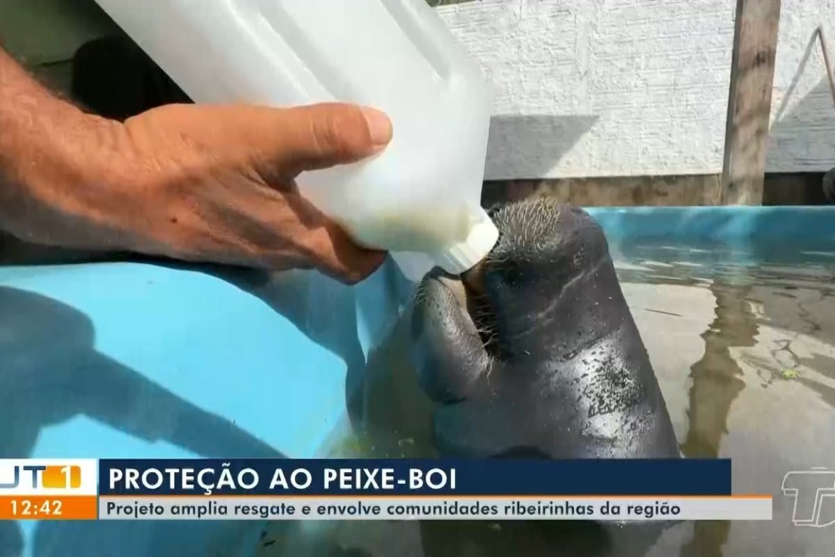 O projeto está ampliando as ações de resgate envolvendo diretamente as comunidades ribeirinhas no processo de preservação Reprodução/TV Tapaj