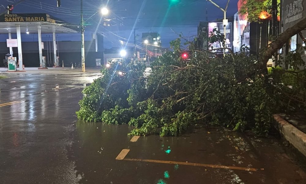 rvore caiu após forte chuva em Santarém Waldiney Ferreira/TV Tapaj