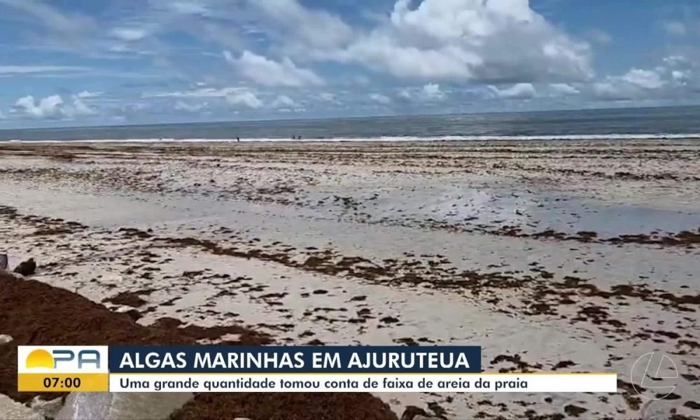 Algas marinhas são registradas pela faixa de areia da praia de Ajuruteua, em Bragança