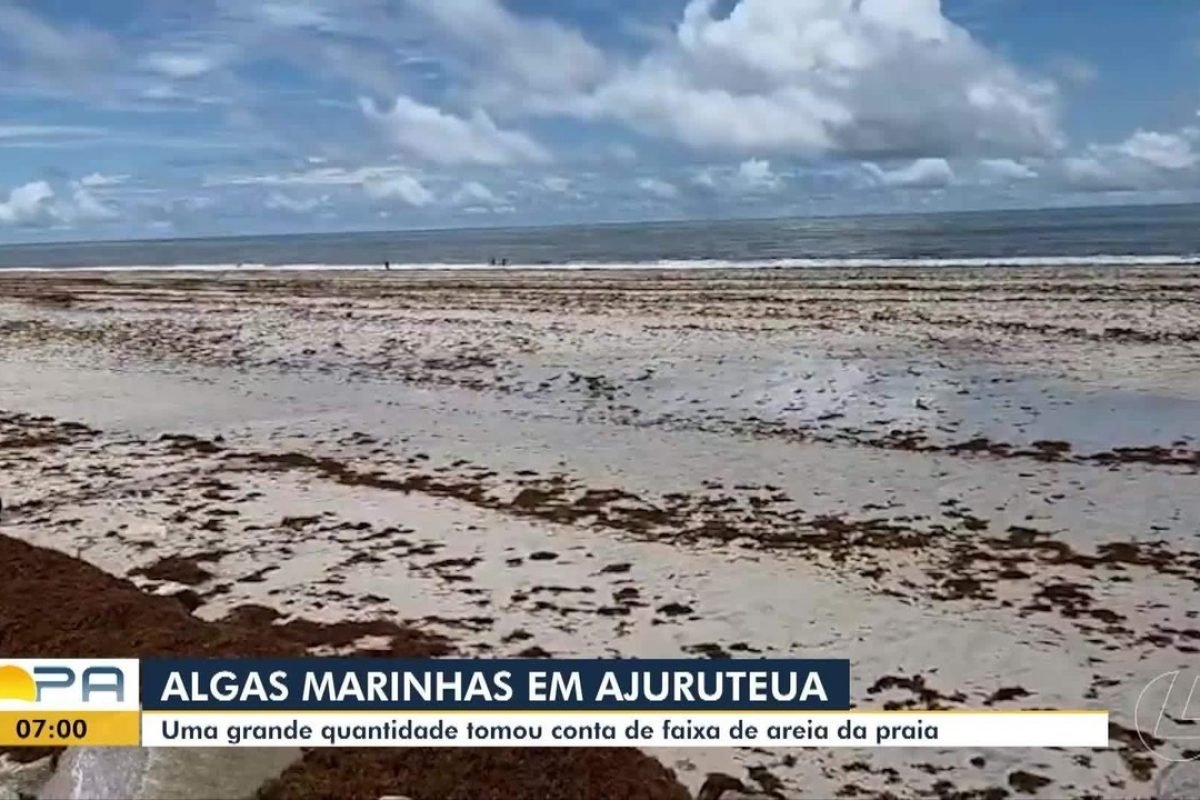 Algas marinhas são registradas pela faixa de areia da praia de Ajuruteua, em Bragança