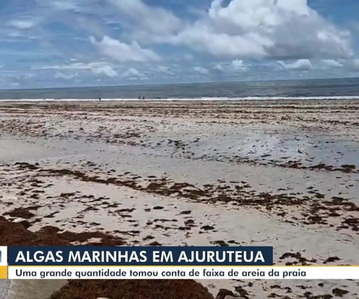 Algas marinhas são registradas pela faixa de areia da praia de Ajuruteua, em Bragança