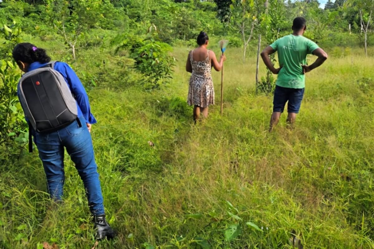 Produção de alimentos ganha qualidade com organização comunitária Ascom Imaflora/Divulgação
