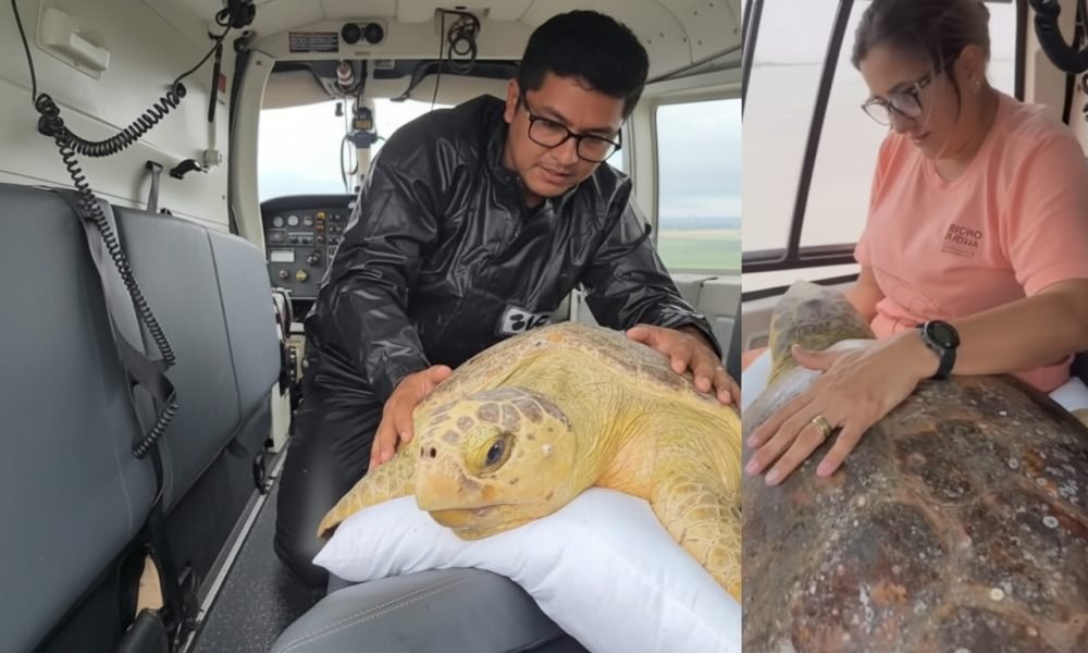 Imagem gerada com IA