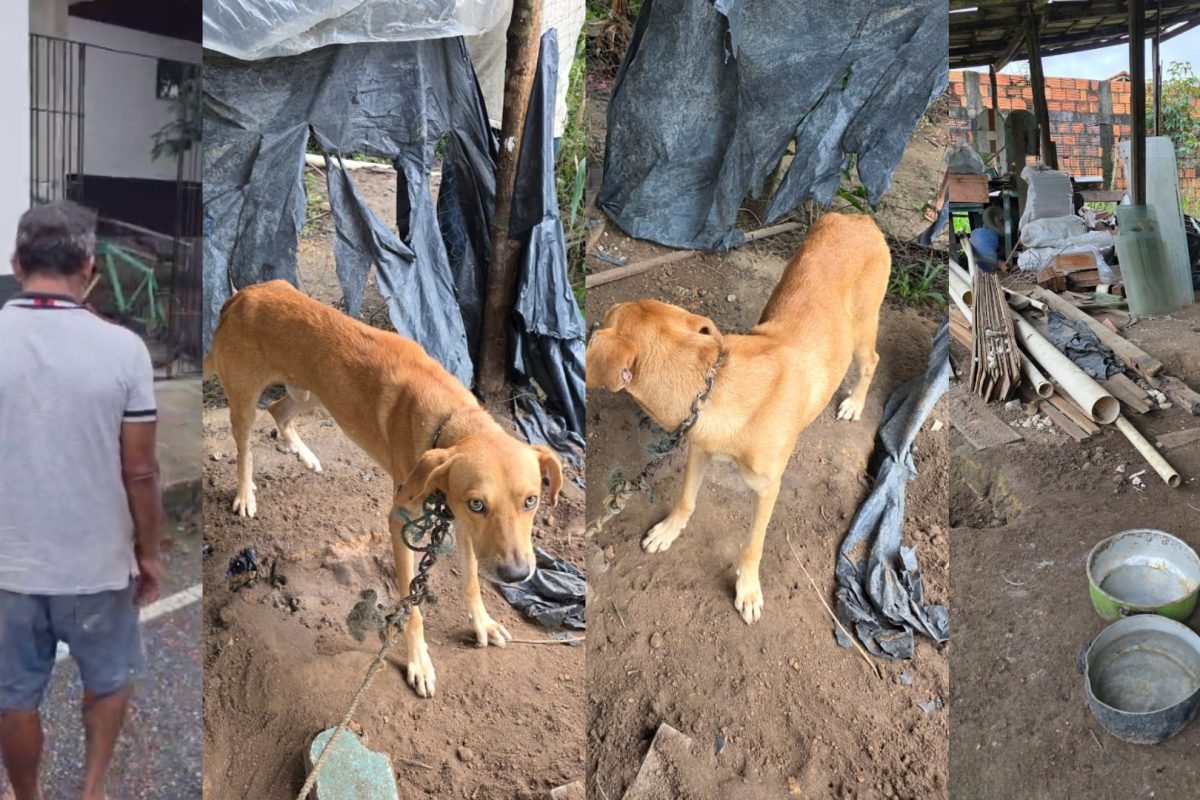 maus-tratos contra um cachorro em Bragança, no nordeste do Pará. De acordo com a