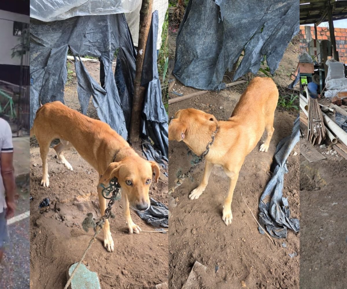 maus-tratos contra um cachorro em Bragança, no nordeste do Pará. De acordo com a