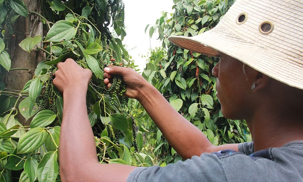 reino sem o uso intensivo de fertilizantes químicos