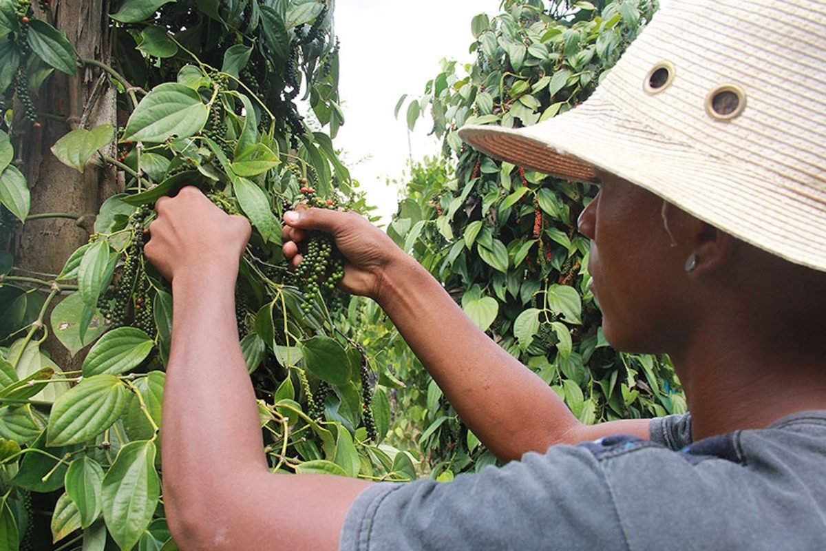 reino sem o uso intensivo de fertilizantes químicos