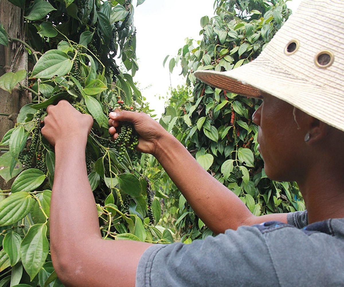 reino sem o uso intensivo de fertilizantes químicos