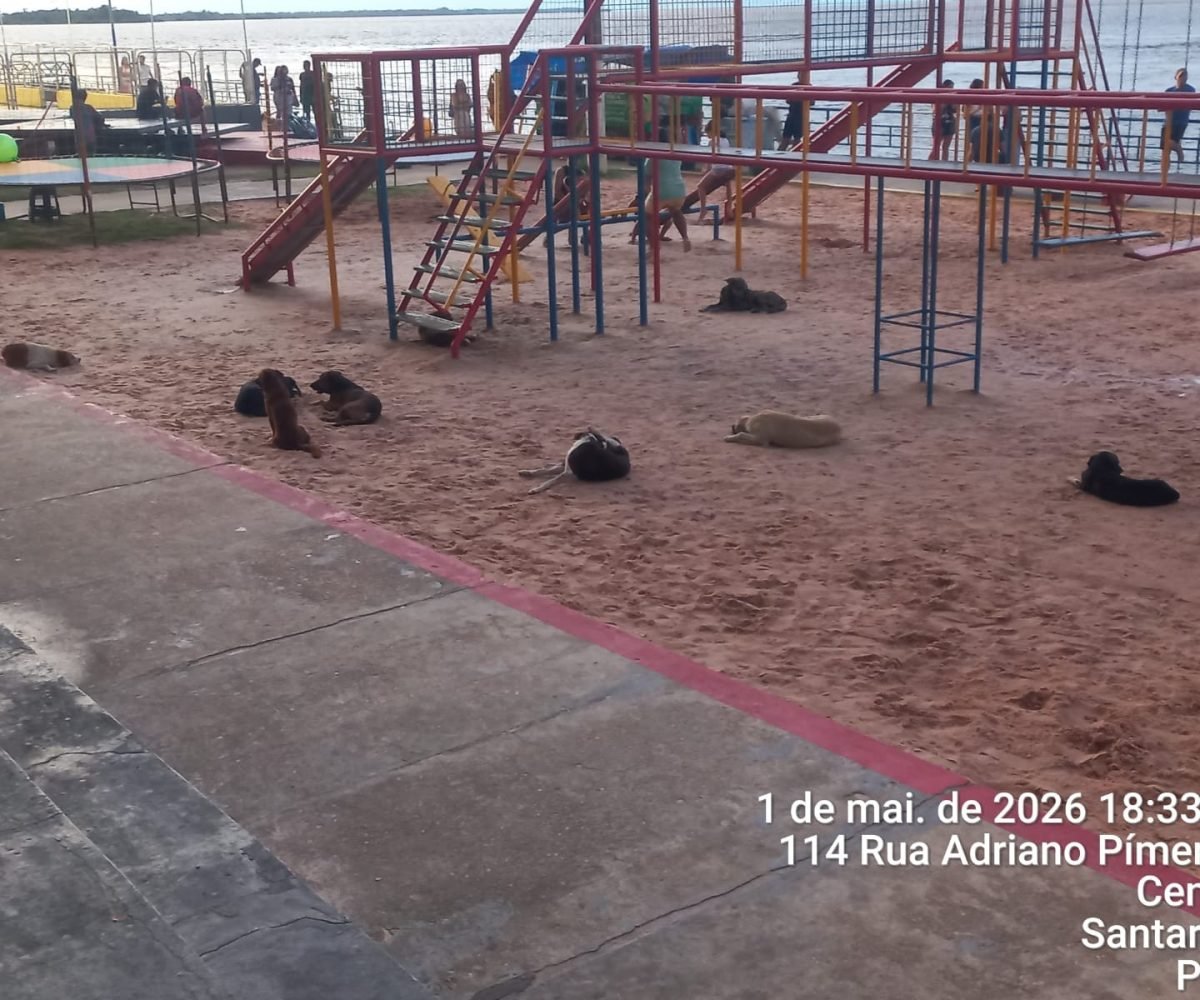 que é muito”, completou. Situação preocupante Além do impacto visual, a presença