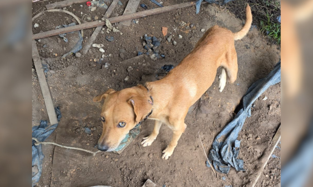 todo corpo. Após diligências, o proprietário do animal foi localizado e preso em