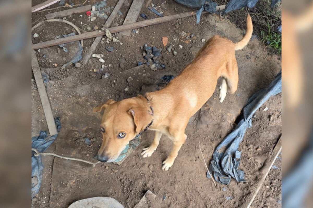 todo corpo. Após diligências, o proprietário do animal foi localizado e preso em